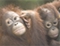 海外挙式マレーシアウエディング　ボルネオ島には野生動物がいっぱい！