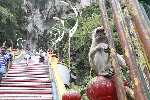 海外ウエディング、海外挙式　マレーシアウエディング　「ムルガン神」野生の猿