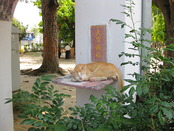 ネコがスヤスヤと昼寝
