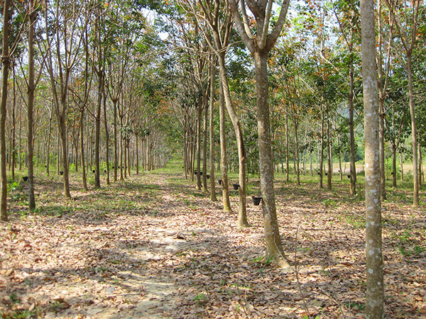 天然のゴムの木