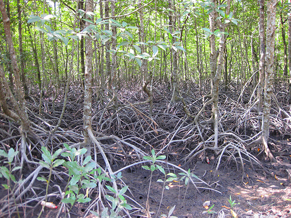 生い茂るマングローブ